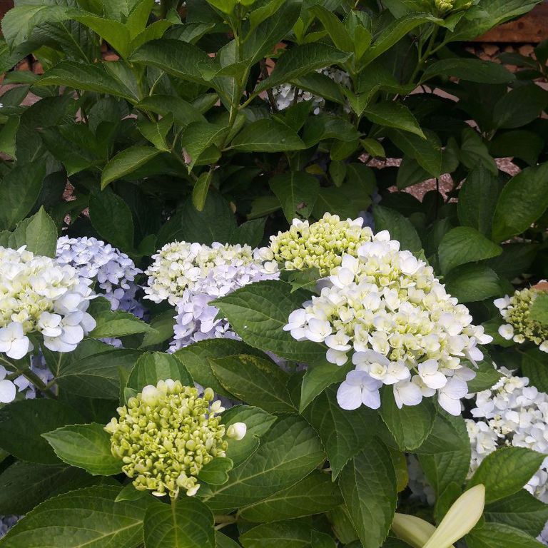 오늘의 꽃