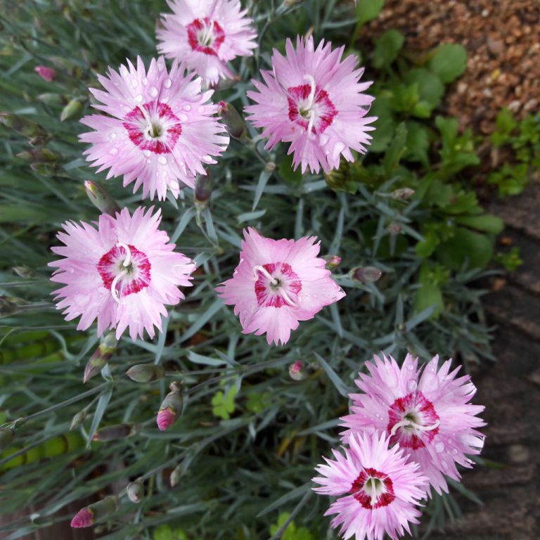 잡초인 줄 알았는데 