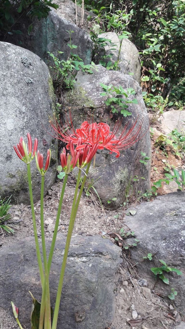 상사화?